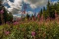 2017_08_06_Auvergne (0002)